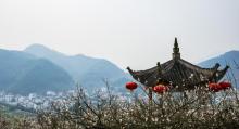 王坛镇东村香雪梅海1