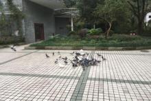 绍兴百鸟乐园1
