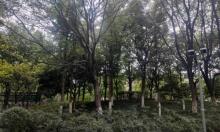 塔下洲公园3