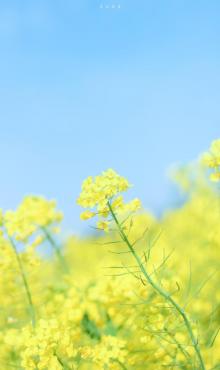 仙居油菜花节5