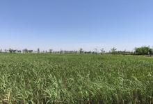 鹦鹉洲生态湿地7