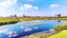 鹦鹉洲生态湿地1