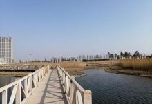 鹦鹉洲生态湿地6