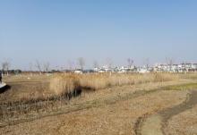 鹦鹉洲生态湿地5