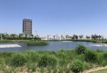 鹦鹉洲生态湿地11