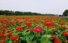 花伴湾・四季花海3