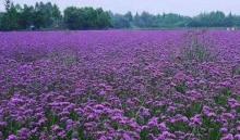 花伴湾・四季花海7