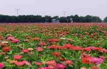 花伴湾・四季花海1