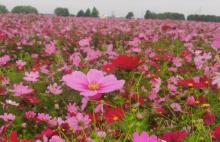 花伴湾・四季花海2