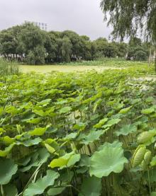 迎宾生态湿地3