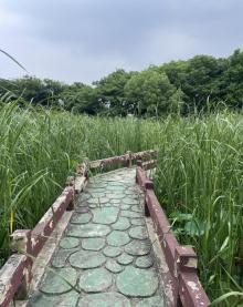 迎宾生态湿地2