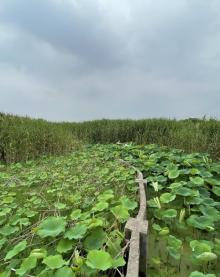 迎宾生态湿地1