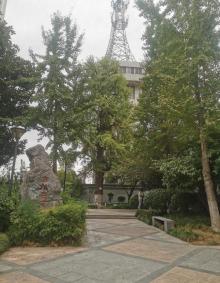 古银杏广场2