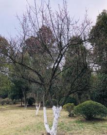 三湾植物园8