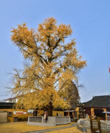 颐浩禅寺11
