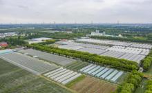 上海菲尼克斯庄园1