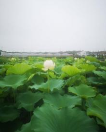 新浜荷花园15