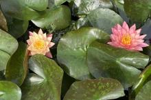 新浜荷花园19