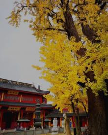 报国寺12
