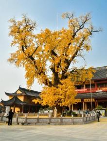 报国寺9