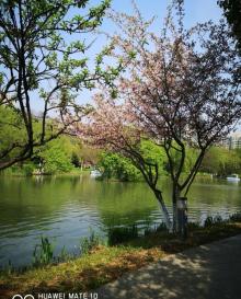 青枫公园17