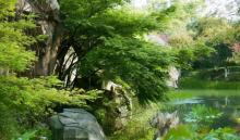 青枫公园7