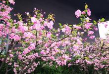 青枫公园16