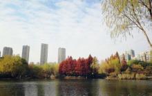 青枫公园28