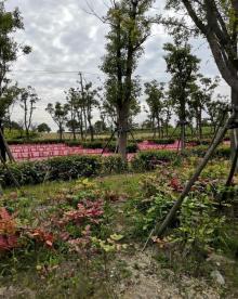 春花秋色城市公园3