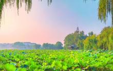 荷花池公园2