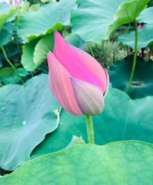 荷花池公园11