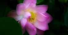 荷花池公园7