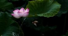 荷花池公园10