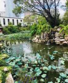 荷花池公园12