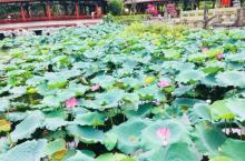 荷花池公园13