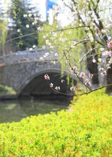 樱花园7