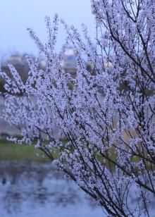 樱花园9
