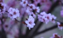 樱花园8