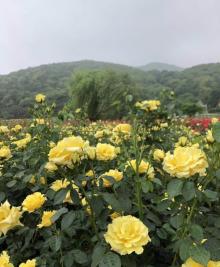 龙寺生态园16
