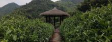 德清县莫干山镇石颐茶场3