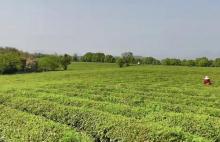 宜兴红岭茶洲山庄2