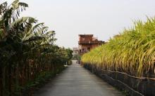 坳尾村1