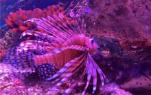 观澜海洋世界11