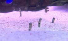 观澜海洋世界13