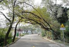 圭峰山国家森林公园17