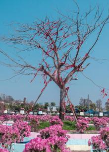 万花之洲美库牧场7