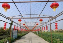 种业小镇10