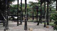增城喜露营・榄云露营地1