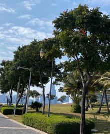 深圳湾公园24