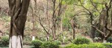 狮子岭公园2